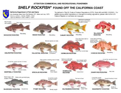 ATTENTION COMMERCIAL AND RECREATIONAL FISHERMEN  SHELF ROCKFISH* California Department of Fish and Game Line drawings taken from Fish Bulletin 157, Miller and Lea, 1972. Color by Lorraine L. Sinclair, PSMFC, 1/2001.