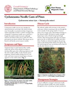 yclaneusma Needle Casts of Pines C Cyclaneusma minus (syn. = Naemacyclus minor) Introduction