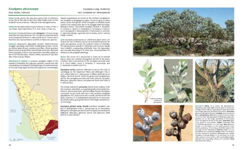 Eucalyptus pleurocarpa  Eucalyptus subg. Eudesmia sect. Limbatae ser. Heteropterae  blue mallee, tallerack