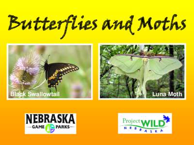 Butterflies and Moths  Black Swallowtail Luna Moth