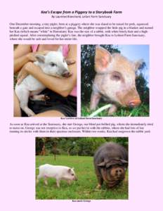 Kea’s Escape from a Piggery to a Storybook Farm By Laurelee Blanchard, Leilani Farm Sanctuary One December morning, a tiny piglet, born at a piggery where she was slated to be raised for pork, squeezed beneath a gate a