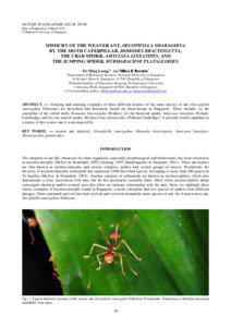 Formicinae / Amyciaea / Thomisidae / Myrmarachne plataleoides / Ant mimicry / Weaver ant / Ant / Oecophylla smaragdina / Caterpillar / Phyla / Protostome / Salticidae
