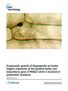 Ectoparasitic growth of Magnaporthe on barley triggers expression of the putative barley wax biosynthesis gene CYP96B22 which is involved in penetration resistance Delventhal et al. Delventhal et al. BMC Plant Biology 20