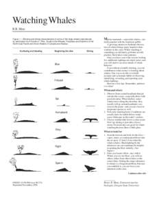 Watching Whales B.R. Mate Figure 1.— Blowing and diving characteristics of some of the large whales (reproduced by permission from Gordon C. Pike, Guide to the Whales, Porpoises and Dolphins of the North-East Pacific a