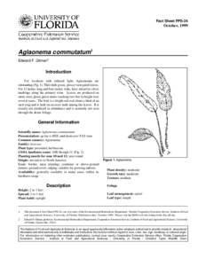 Agriculture / Houseplant / Ziziphus mauritiana / Araceae / Leaf / Botany / Biology / Aglaonema