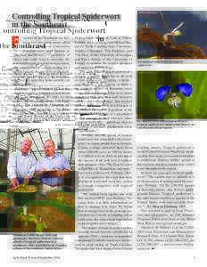 Controlling Tropical Spiderwort in the Southeast F  armers in the Southeast are facing a fast-spreading weed called