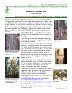 Spruce / Bark / Biology / Botany / Phyla / Cerambycidae / European spruce bark beetle / Curculionidae / Woodboring beetles / Pinaceae