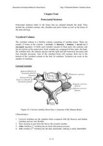 Observation and Analysis Method for Human Bones  Chap. 4 Postcranial Skeleton / Vertebral Column Chapter Four Postcranial Skeleton