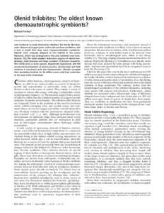 Olenid trilobites: The oldest known chemoautotrophic symbionts? Richard Fortey* Department of Paleontology, Natural History Museum, Cromwell Road, London SW7 5BD, United Kingdom Communicated by Lynn Margulis, University 