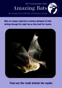 Amazing Bats An introduction to the bats of Britain & Ireland Bats are unique mysterious creatures glimpsed at dusk darting through the night sky as they hunt for insects.
