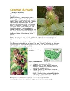 Common Burdock Arctium minus Description: Common burdock is a member of the Aster or Sunflower family, Thistle tribe. This biennial,