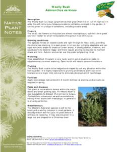 Adenanthos sericeus plant notes