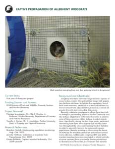 Allegheny woodrat / Key Largo Woodrat / Genetic diversity / Plant breeding / Neotominae / Biology / Pack rat