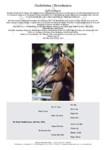 Zuchtstuten / Broodmares My Pretty Paulette My Pretty Paulette ist seit Sommer 2001 Mitglied unserer Zuchtstutenherde. Sie wurde zwei Jahre lang von Jack Brainard ausgebildet und noch in USA gedeckt, bevor sie die Überf