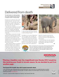Getaway Elephant Ambassador Sharon Pincott Delivered from death The quick actions of a wild dog tracker