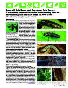 Emerald Ash Borer and European Oak Borer: Two newly detected invasive wood-boring beetles threatening ash and oak trees in New York E. Richard Hoebeke, Department of Entomology, Cornell University Introduction The emeral