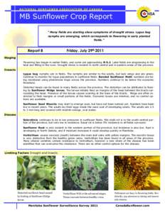 Agricultural pest insects / Lygus / Miridae / Verticillium / Sunflower Moth / Sunflower / Seed / Agriculture / Botany / Biology