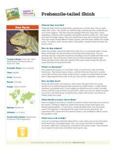 Prehensile-tailed Skink Fast Facts