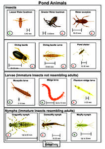 Pond Animals Insects Lesser Water boatman Greater Water boatman