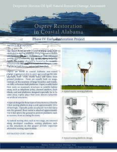 Deepwater Horizon Oil Spill Natural Resource Damage Assessment  Osprey Restoration in Coastal Alabama Phase IV Early Restoration Project PROJECT DESCRIPTION