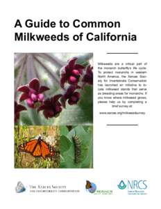 A Guide to Common Milkweeds of California Milkweeds are a critical part of the monarch butterfly’s life cycle. To protect monarchs in western North America, the Xerces Society for Invertebrate Conservation