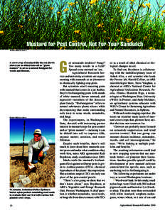 Mustard for Pest Control, Not For Your Sandwich PEGGY GREB (K11449-1) A cover crop of mustard like the one shown above can be disked into soil as “green manure” to act as a natural fumigant for