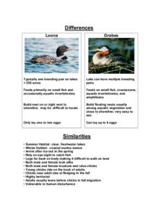 Differences Loons Grebes  Typically one breeding pair on lakes