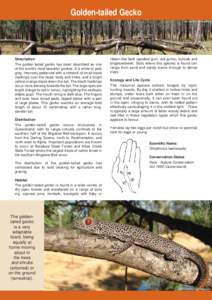 Brigalow Belt / Acacia harpophylla / Diplodactylus / Squamata / Gekkonidae / Gecko