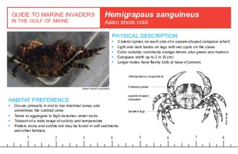 GUIDE TO MARINE INVADERS IN THE GULF OF MAINE Hemigrapsus sanguineus Asian shore crab