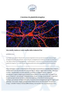 L’enzima	
  e	
  la	
  plasticità	
  sinaptica	
   	
      	
  