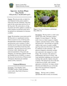 Species Action Plan Natural Diversity Section Bog Turtle June 2011