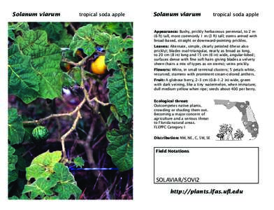 Solanum Solanum viarum viarum tropicaltropical Solanum Solanum