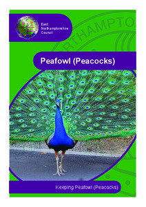 Pavo / Fauna of India / Indian Peafowl / Peafowl / Display / Peacocks / Nuisance / Chicken / Noise pollution / Galliformes / Phasianidae / Fauna of Asia