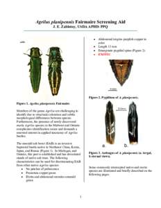 Agrilus planipennis Screening Aid