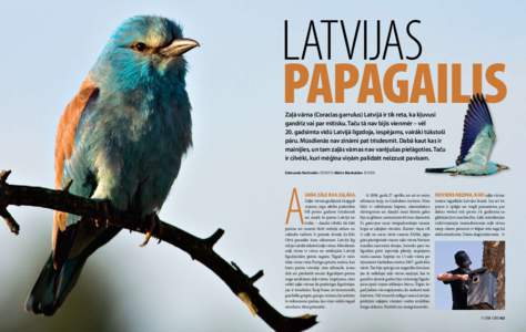 latvijas papagailis Zaļā vārna (Coracias garrulus) Latvijā ir tik reta, ka kļuvusi