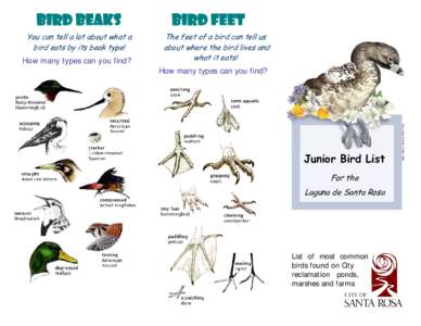 Bird Beaks You can tell a lot about what a bird eats by its beak type! How many types can you find?