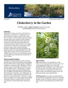 Chokecherry in the Garden