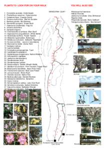 Banksia grandis / Drosera erythrorhiza / Banksia / Jacksonia / Eudicots / Trees of Australia / Melaleuca cuticularis