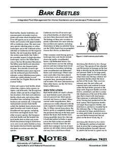 Bark Beetles Integrated Pest Management for Home Gardeners and Landscape Professionals Bark beetles, family Scolytidae, are common pests of conifers (such as pines) and some attack broadleaf trees.