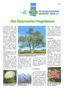 Nr.11  Die Eberesche/Vogelbeere Die Eberesche oder Vogelbeere (Sorbus aucuparia L.) zählt zur Gattung Sorbus, die etwa 85 Arten