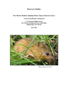 Ecology / Meadow jumping mouse / Endangered species / Zapodinae / Metapopulation / Perognathus longimembris pacificus / Dipodidae / Conservation / Environment