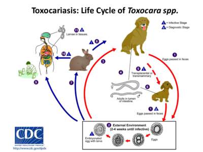 Toxocariasis: Life Cycle of Toxocara spp.   