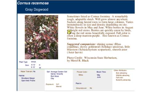 Gray Dogwood (cornus racemosa)