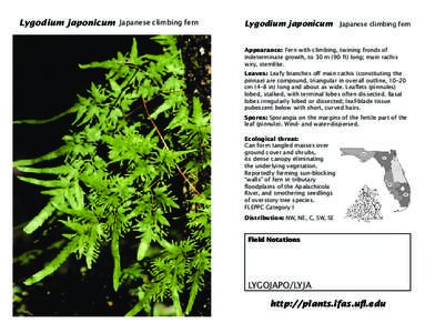 JapaneseJapanese climbingclimbing fern fern Lygodium Lygodium
