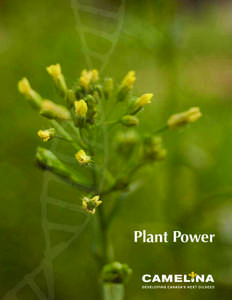 Plant Power  The Project The Camelina Project was developed to help Canada realize the potential of the tremendously hardy and efficient plant, camelina. Camelina’s key ingredient is oil. Oil that is rich in nutrients