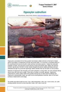 Fungus Factsheet[removed]Science Division Hypoxylon subrutilum Richard Robinson, Science Division, Manjimup, [removed]
