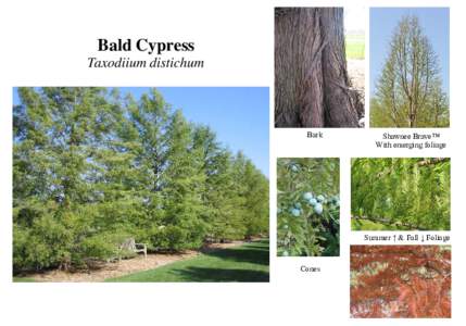 Plant Card[removed]Taxodium distichum