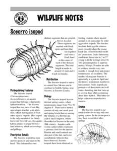 WILDLIFE NOTES Socorro isopod distinct segments that are grayishbrown in color. These segments are marked with black spots and lines that