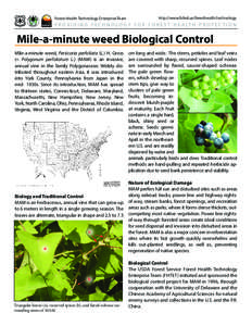 Mile-a-minute weed Biological Control.