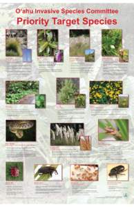 O‘ahu Invasive Species Committee  Priority Target Species Fountain grass (Pennisetum setaceum)